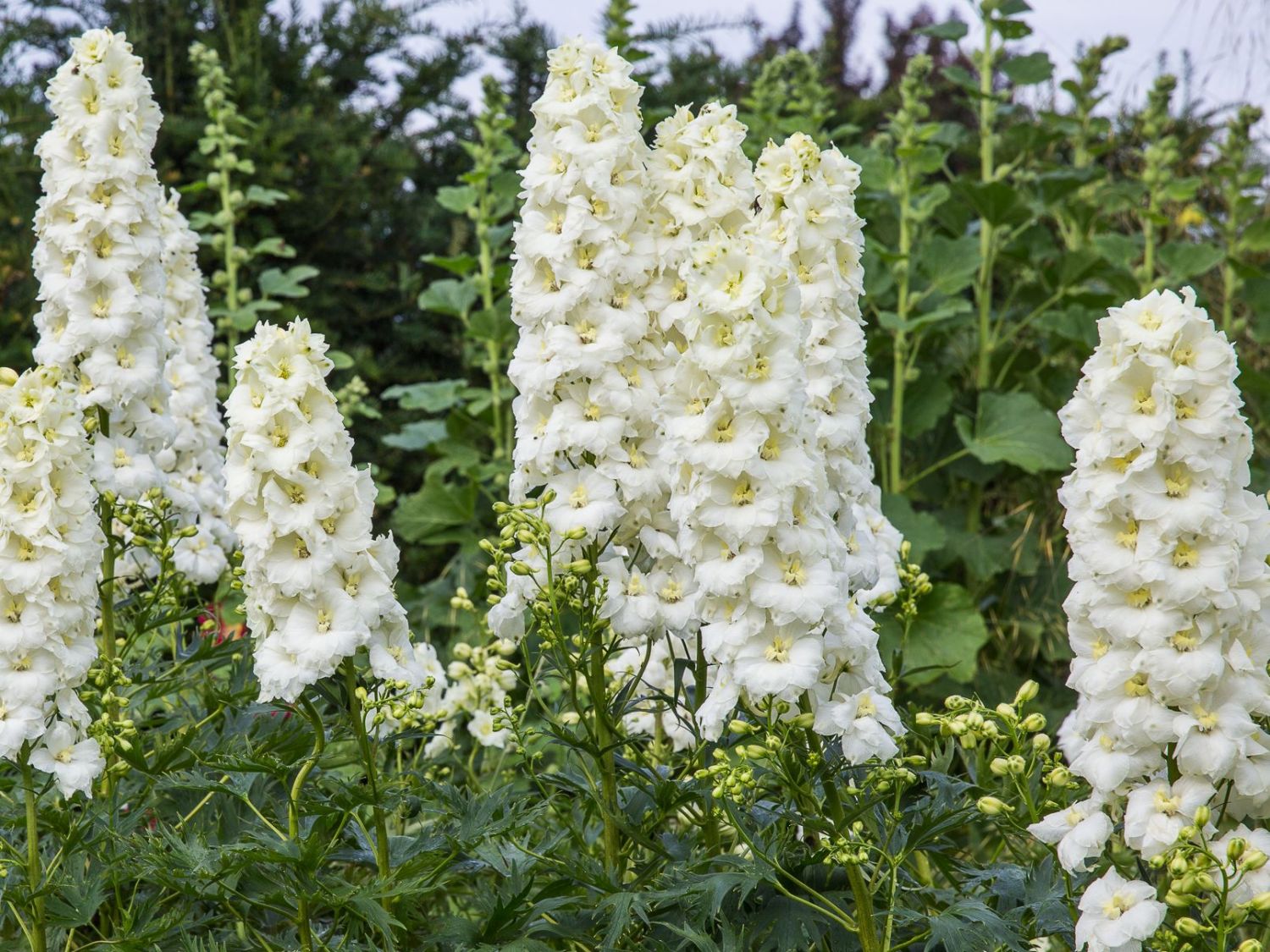 Delphinium elatum 'Delphi's Diamant'